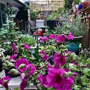 Meet your Posher, Evelyn